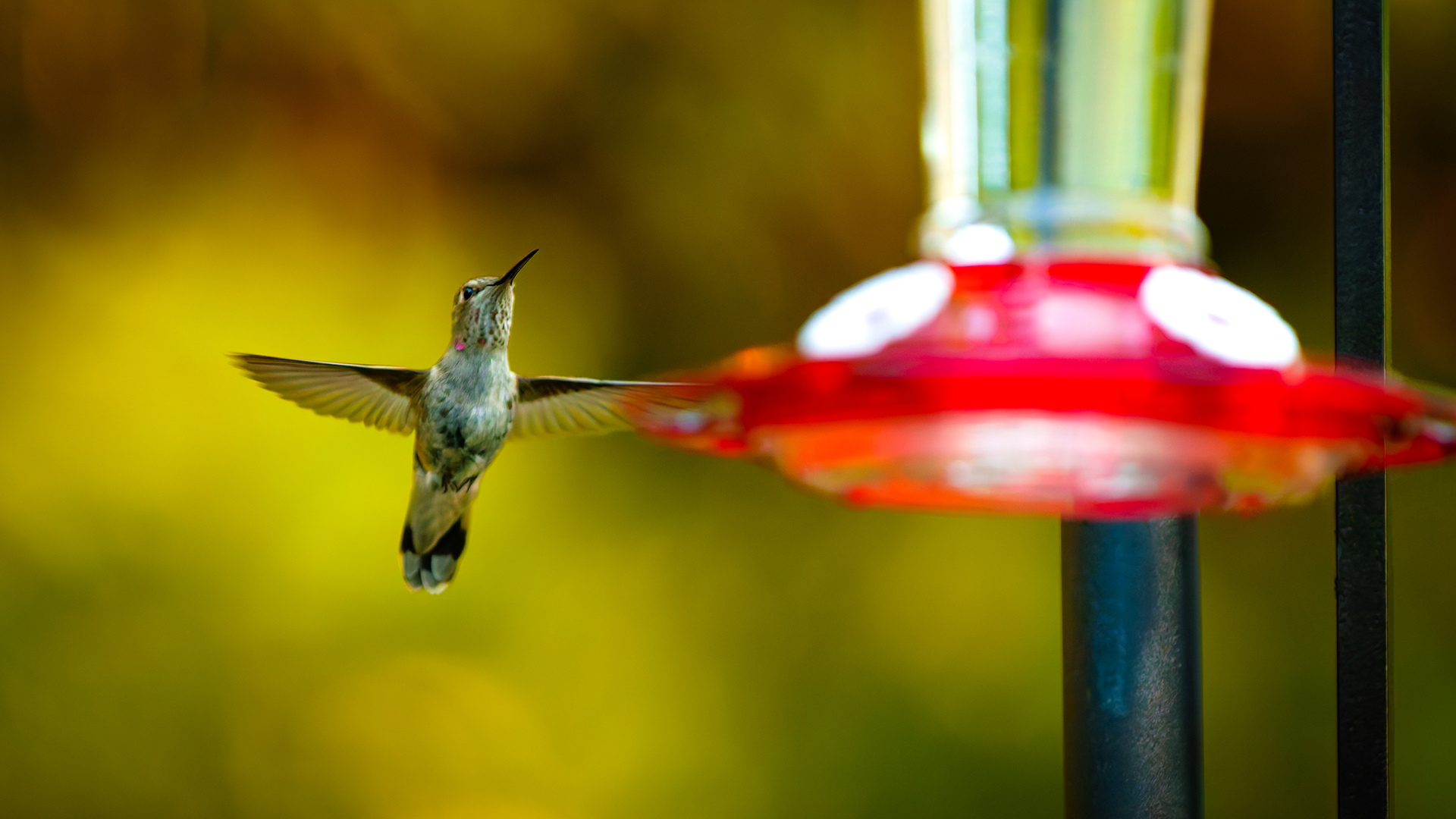 Hmpg 0000 0000 000b47c