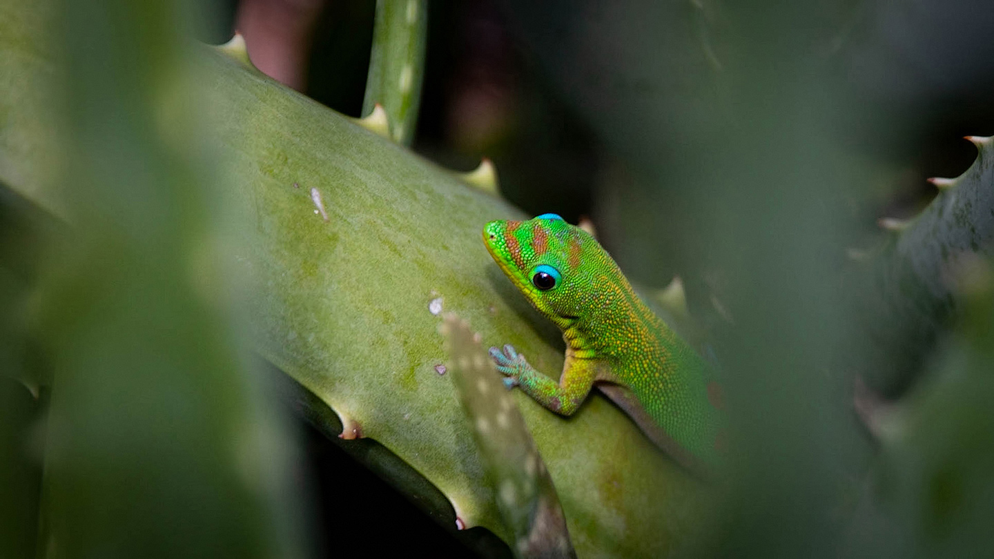 2021 Hawaii Gecko 03